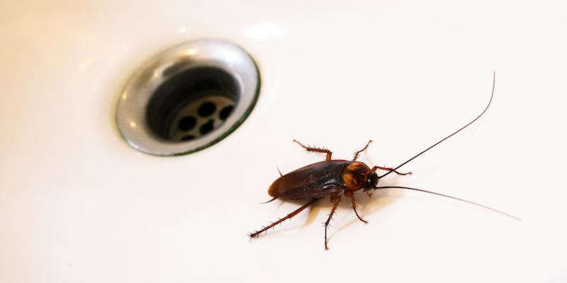pests.